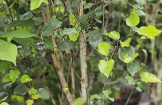 Afbeelding Himalaya Berk 'Doorenbos' - Betula utilis 'Doorenbos'