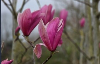 Afbeelding Magnolia 'Spectrum' - Magnolia 'Spectrum'