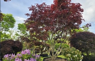 Afbeelding Japanse Esdoorn 'Fireglow' - Acer palmatum 'Fireglow'