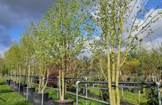 Afbeelding Turkse Hazelaar - Corylus colurna