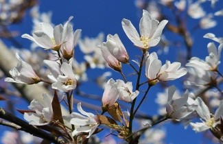Afbeelding Krentenboompje 'Robin Hill', heester - Amelanchier arborea 'Robin Hill'