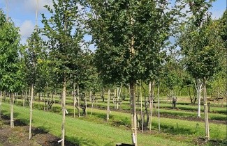 Afbeelding Veldesdoorn 'Elsrijk' - Acer campestre 'Elsrijk'