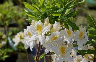 Afbeelding Azalea 'Persil' - Rhododendron (AK)  'Persil'