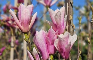 Afbeelding Magnolia 'Heaven Scent' - Magnolia 'Heaven Scent'