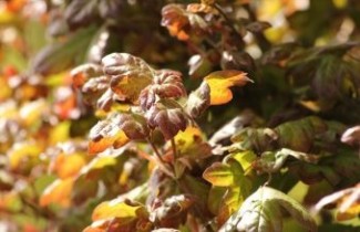 Afbeelding Veldesdoorn - Acer campestre 'Red Shine'