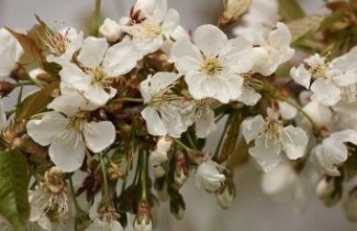 Afbeelding Kers ras onbekend - Prunus avium ras onbekend