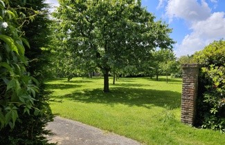 Afbeelding Kers 'Varikse Zwarte' - Prunus avium 'Varikse Zwarte'