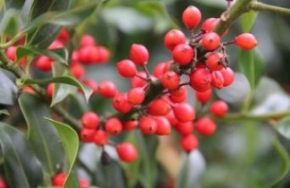 Afbeelding Beshulst 'J.C. van Tol'  - Ilex aquifolium 'J.C. van Tol'