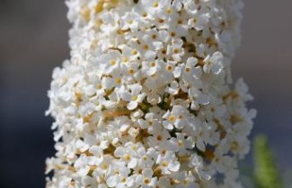 Afbeelding Vlinderstruik 'White profusion' vakbeplanting - Buddleja davidii 'White profusion'