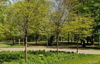 Afbeelding Japanse Haagbeuk - Carpinus japonica
