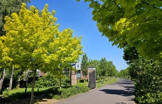 Afbeelding Noorse Esdoorn 'Princeton Gold' - Acer platanoides 'Princeton Gold'