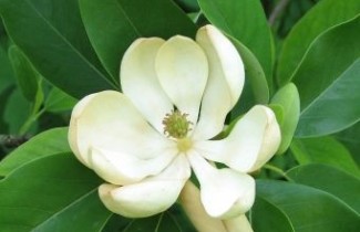Afbeelding Magnolia wilsonii - Magnolia wilsonii