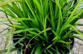 Afbeelding Zegge morrowii - Carex morrowii