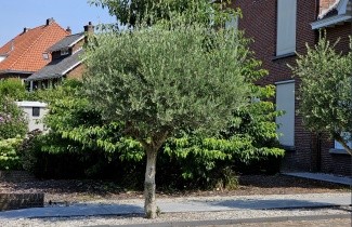 Afbeelding Steeneik - Quercus ilex
