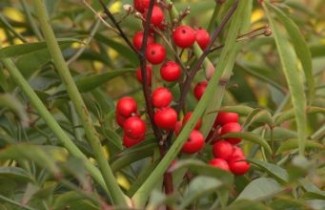 Afbeelding Hemelse bamboe 'Twilight' - Nandina domestica 'Twilight'