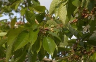 Afbeelding Wilde kers, spil - Prunus avium
