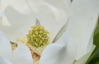 Afbeelding Magnolia grandiflora - Magnolia grandiflora