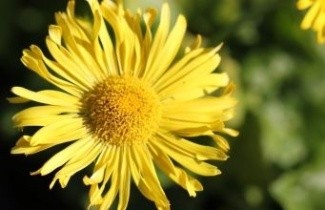 Afbeelding Voorjaarszonnebloem - Doronicum orientale