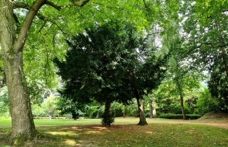 Afbeelding Venijnboom - Taxus baccata
