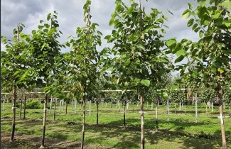 Afbeelding Moerbei 'Everbearing' - Morus illinois 'Everbearing'