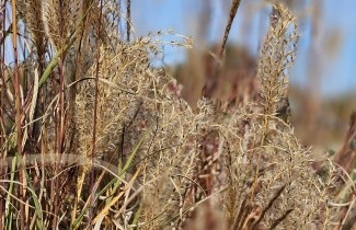Afbeelding Prachtriet 'Kleine Silberspinne' - Miscanthus sinensis 'Kleine Silberspinne'