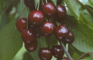 Afbeelding Kers "Annabella" - Prunus avium 'Annabella'