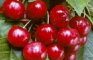 Afbeelding Kers "Castor" - Prunus avium 'Castor'