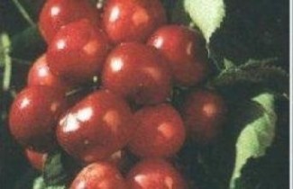 Afbeelding Kers "Duroni" - Prunus avium 'Duroni'