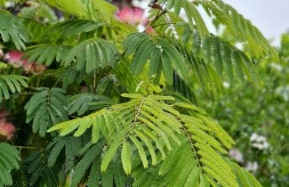Afbeelding Perzische Slaapboom 'Ombrella'  (Umbrella) - Albizia julibrissin 'Ombrella'