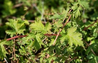 Afbeelding Kransspirea - Stephanandra incisa 'Crispa'