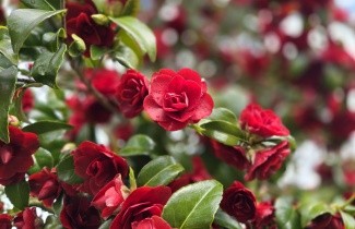 Afbeelding Camellia rood - Camellia japonica 'Black Lace'