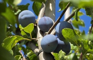 Afbeelding Pruim 'Hauszwetsche' - Prunus domestica 'Hauszwetsche'