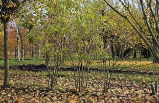 Afbeelding Sering 'Olivier de Serres' - Syringa vulgaris 'Olivier de Serres'