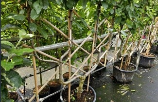 Afbeelding Pruim 'Opal' - Prunus domestica 'Opal'