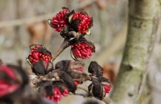 Afbeelding Perzisch IJzerhout - Parrotia persica
