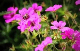 Afbeelding Ooievaarsbek, endressii - Geranium endressii