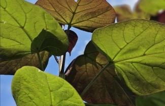 Afbeelding Purperkleurige trompetboom - Catalpa erubescens 'Purpurea'