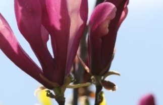 Afbeelding Magnolia 'Nigra' - Magnolia liliiflora 'Nigra'