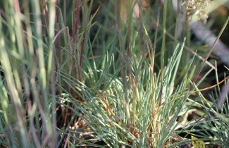 Afbeelding Fakkelgras - Koeleria glauca
