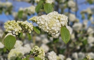Afbeelding Japanse Sneeuwbal 'Popcorn' - Viburnum plicatum 'Popcorn'