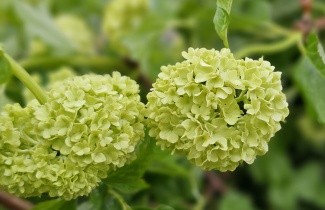 Afbeelding Gelderse roos 'Roseum' - Viburnum opulus 'Roseum'