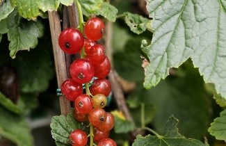Afbeelding Rode bes 'Rovada' - Ribes rubrum 'Rovada'