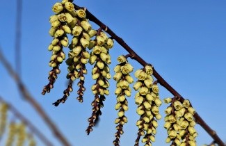 Afbeelding Staartaar - Stachyurus praecox