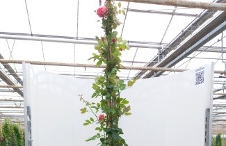 Afbeelding Klimroos 'Aloha' - Rosa 'Aloha'
