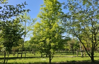 Afbeelding Beuk 'Rohan Gold' - Fagus sylvatica 'Rohan Gold'