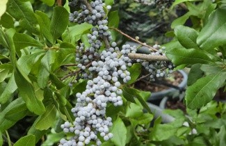Afbeelding Amerikaanse wasgagel - Myrica pensylvanica