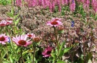 Afbeelding Borderpakket Zon K - Pakket ZK 24 planten