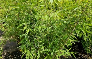 Afbeelding Bamboe 'Winter Joy' - Fargesia 'Winter Joy'