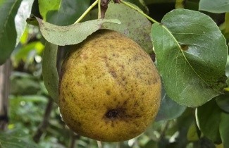 Afbeelding Stoofpeer "Saint Remy" - Pyrus communis 'Saint Remy'