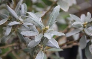 Afbeelding Wilg - Salix 'Helvetica'